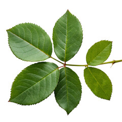 Fototapeta premium Green rose leaves isolated on transparent background