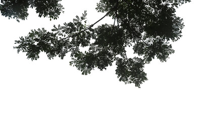 “Silhouette Tree Canopy Branches with Detailed Leaves on Black Background – Nature Pattern Vector or Overlay”