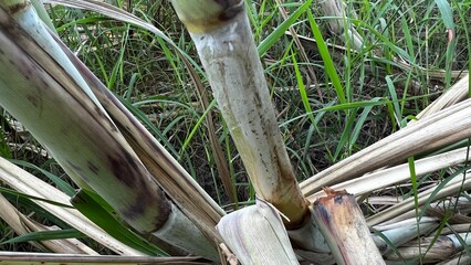 Sugarcane Stalk in a Field: This image captures the essence of sugarcane stalks, displaying their natural colors and textures in an agricultural setting.