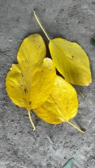 Yellow Leaf Texture on Ground: An eye-level shot showcases the intricate texture of yellowed leaves on rough ground, bathed in natural daylight, capturing a serene scene of nature's seasonal shift.