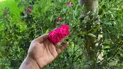 Gentle Touch: A hand delicately holds a cluster of vibrant, dark pink roses, celebrating the simple beauty of nature and the tenderness of human connection.