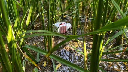 Plastic Waste in Wetlands: An environmental perspective on plastic waste polluting a serene wetland.  Showing a plastic container amidst lush wetland plants.