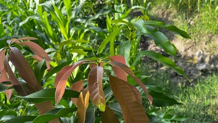 Fresh Mango Leaves in a Field: Capture the lush vibrancy of the nature, showcasing fresh new leaves of a mango tree emerging in a field with surrounding green foliage.