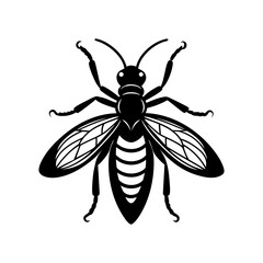 Zorapteran Insect Vector Design 