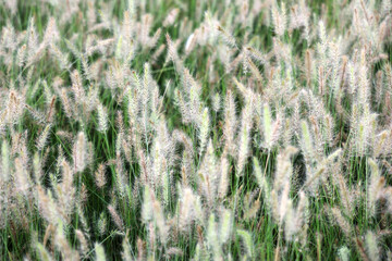 Soft Blades of Grass in a Lush Meadow with Gentle Summer Breeze