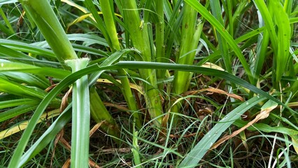 Close-up of Lush Green Grass: An intimate perspective reveals the vibrant hues and intricate details of a dense patch of verdant grass, perfect for illustrating nature's beauty.