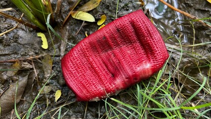 Red plant matter on earth: The vibrant red plant lies on the forest floor, juxtaposed with the textures of leaves, earth and grass, capturing the essence of organic beauty.
