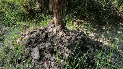 Roots of Life: The sturdy base of a tree emerges from rich, dark soil, encircled by blades of vibrant green grass, symbolizing growth and stability in nature. 