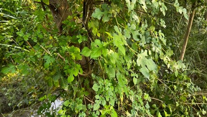 Vine Leaf Canopy: A vibrant display of verdant vine leaves creates a natural canopy, offering a sense of shade and tranquility.