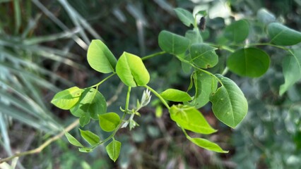Delicate Leafy Branch: A close-up captures the exquisite detail of a vibrant leafy branch, its delicate leaves illuminated by soft sunlight.