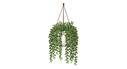 Hanging plant in a white pot with cascading green leaves against a for indoor decor and natural design elements for interiors