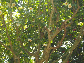 Bright and Cheerful Flowering Tree with White and Yellow Blossoms in a Lush Green Environment