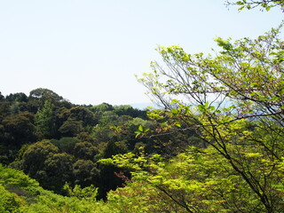 Lush Green Trees Overlooking Ocean View with Clear Sky in Bright Daylight