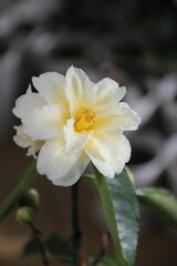 Fototapeta premium A beautiful camellia grown and photographed by a camellia enthusiast. 