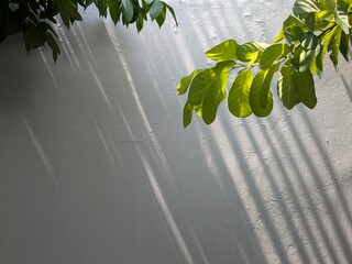 Lush green leaves cast shadows on a textured white wall, illuminated by sunlight.