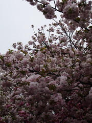 Delicate pink cherry blossoms in full bloom against a soft gray sky showcasing nature's beauty during spring