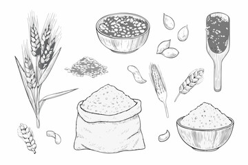 Collection of hand drawn wheat grains and products in black and white