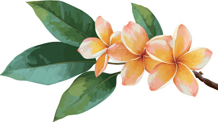 Obraz premium Close-up image of three Plumeria flowers (Frangipani) and their leaves. The flowers are predominantly yellow and orange with subtle pink shading on the edges of the petals. 