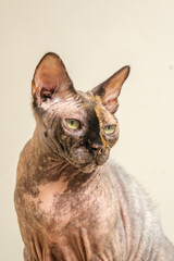 cat on a white background