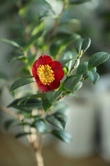 Obraz premium A beautiful camellia grown and photographed by a camellia enthusiast. 