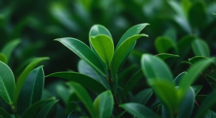 Fototapeta premium A serene close-up of vibrant green leaves against a soft, blurred natural background