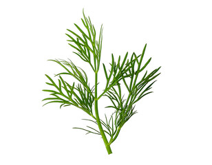 Obraz premium Fresh dill isolated on transparent png 