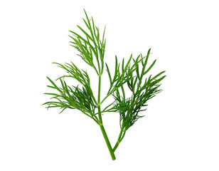 Obraz premium Fresh dill isolated on transparent png 