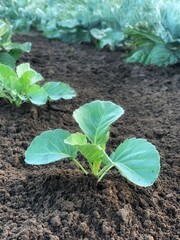 young cabbage plant in the soil