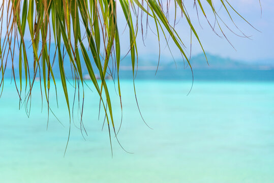 Close-up of palm leaves or beach plants on a tropical beach background with white sand and clear blue water, abstract background or copy space.