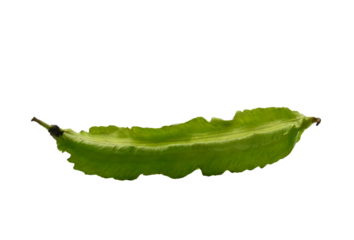 Winged bean isolated on transparen png with clipping path