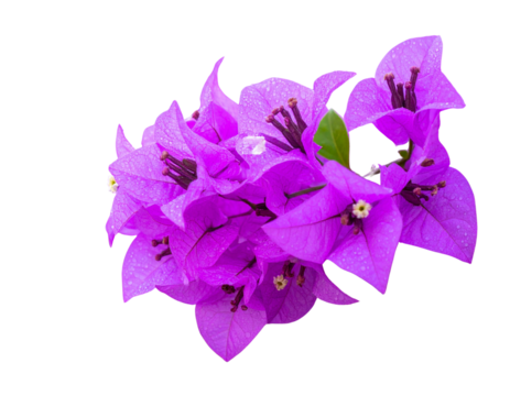 Close-up of a purple bougainvillea bush with many flowers. Isolated on a png file wit  