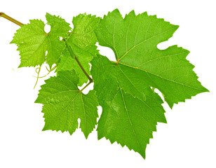 Fototapeta premium lose-up of a vine with fresh green leaves growing isolated on a png file with transp 