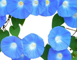Close-up of many pastel blue morning glory flowers blooming on growing vines isolated 