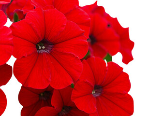 Obraz premium Close-up of many red petunias blooming isolated on transparent background png file.