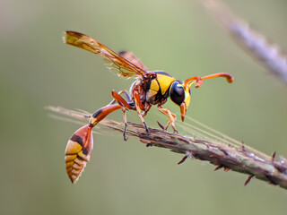 bee on a flower