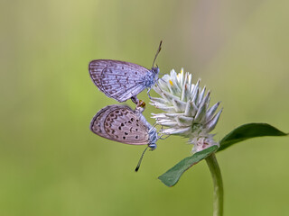 butterfly on a flower
