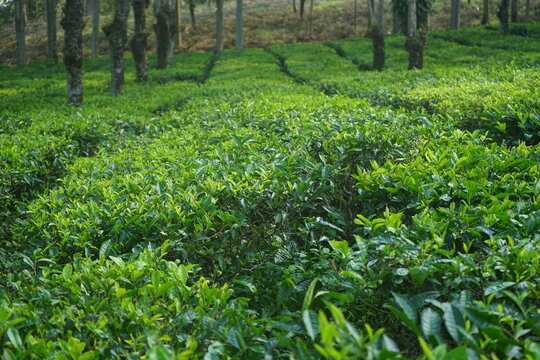 tea plantation