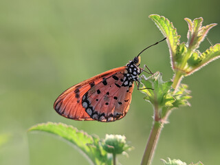 butterfly on a flower