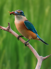 lilac breasted roller