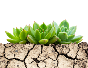 Close-up view of succulent plants growing in dry land isolated on transparent backgro  