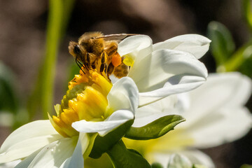 Makroaufnahme einer Honigbiene mit Pollensäckchen auf gelber Blüte