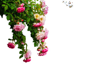Elegant climbing rose png blooming climbing rose png vibrant climbing rose png romant