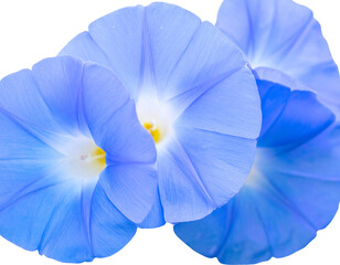 Close-up of several pastel blue morning glory flowers blooming together isolated