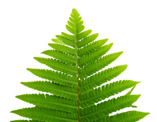 A close-up photo of a fern tree. Growing green leaf isolated on transparent backgroun