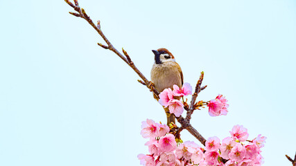 サクラとすずめ