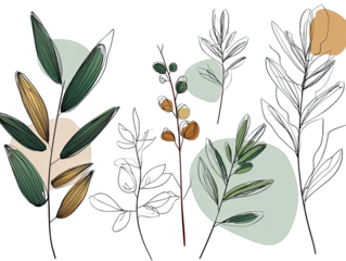 Botanical illustration of various leaves and branches