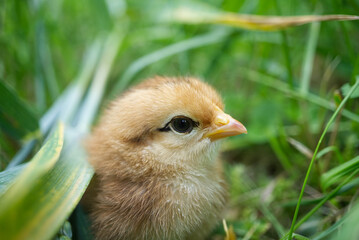Adorable Chick Resting on Grass in Natural Outdoor Setting