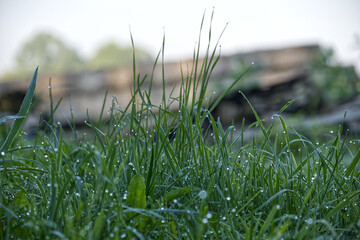 Lush green grass glistening with morning dew, creating a fresh and vibrant natural scene.
