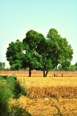 Obraz premium tree in the field