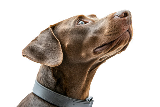 Closeup of a brown doberman pinscher looking up isolated on transparent background the dog has a black collar and is looking to the right with a curious expression on its face